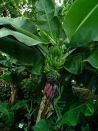 PLANTA DE BANANO